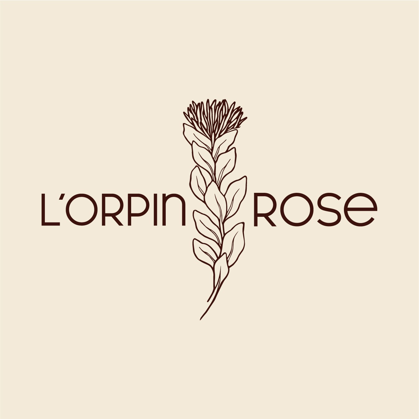 Rosine — L'Orpin Rose